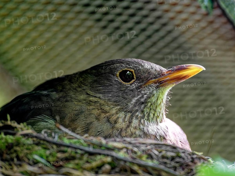 Blackbird (Turdus merula) Female brooding in nest, Saxony, Germany, Europe