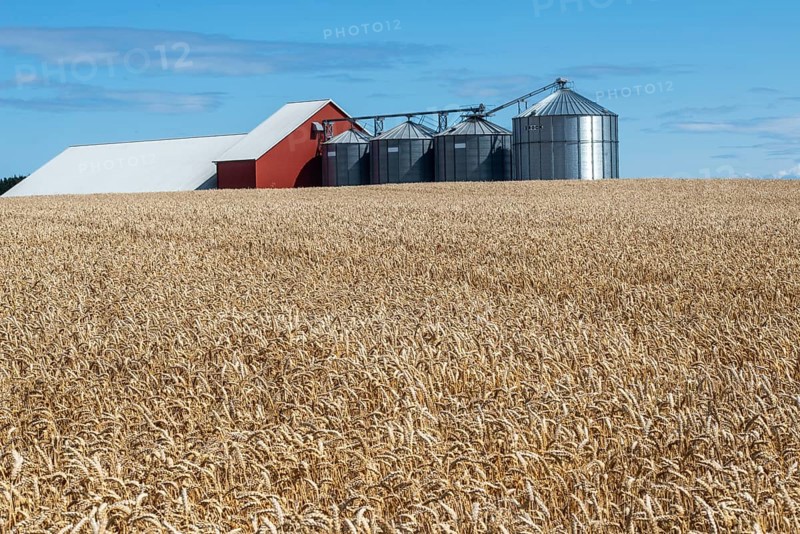 Field of wheat at silos at Sjörup, Ystad municipality, Skane, Sweden, Scandinaviaien, Europe