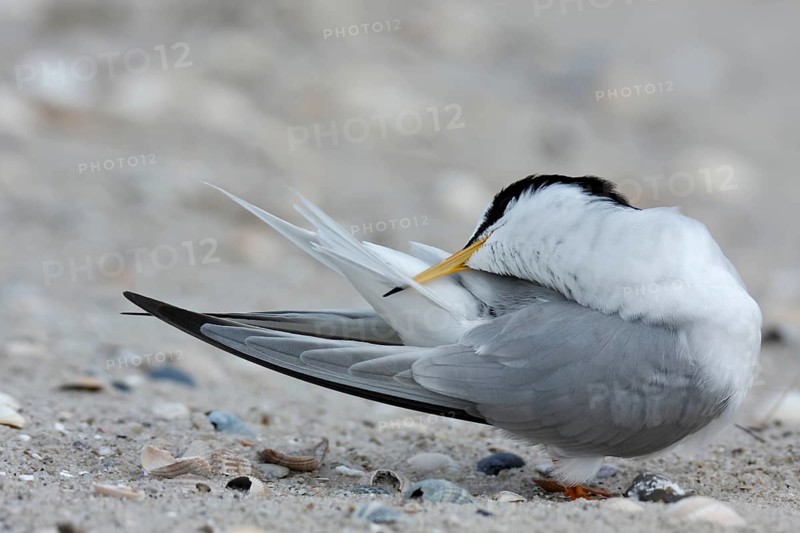 Little Tern (Sternula albifrons), grooming its feathers on the beach, Lower Saxony Wadden Sea National Park, East Frisian Islands, Lower Saxony, Germany, Europe