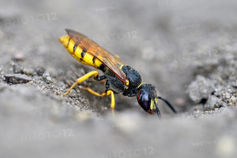 European beewolf (Philanthus triangulum), at the entrance of the breeding burrow, digging, Bottrop, Ruhr area, North Rhine-Westphalia, Germany, Europe
