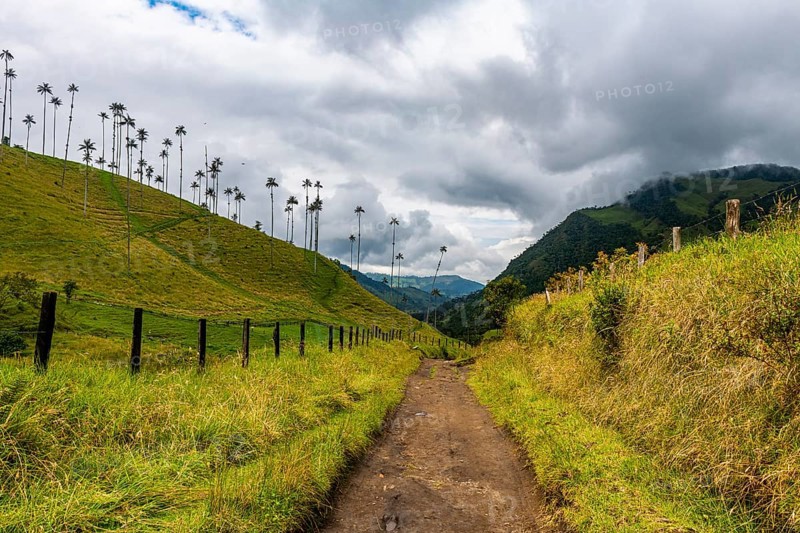 Wax palms largest palms in the world, Cocora valley, Unesco site coffee cultural landscape, Salento, Colombia, South America
