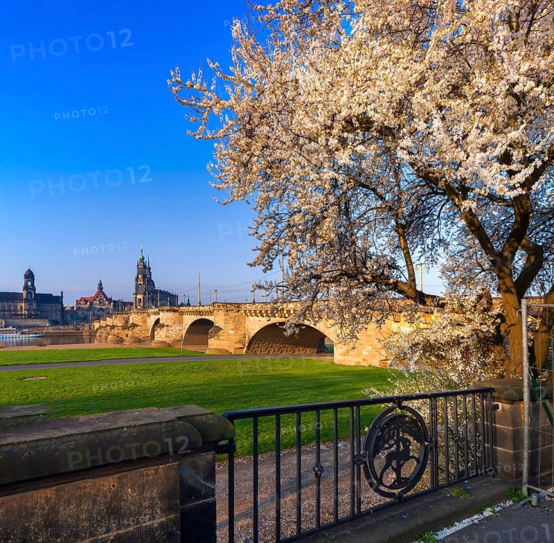 Spring on the Königsufer in Dresden