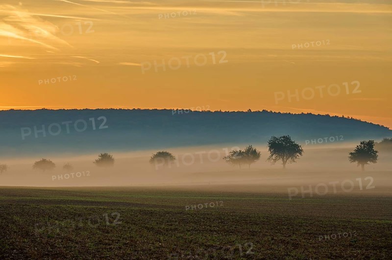 Landscape, fields, fruit trees, fog sunrise, Höhefeld, Wertheim, Baden-Württemberg, Germany, Europe