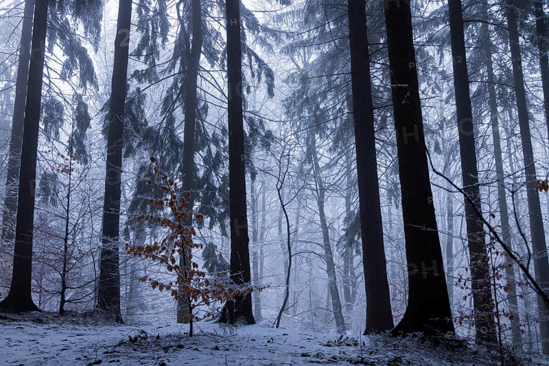 Winter weather on the Gohrisch (447) (8 metres) The Gohrisch is a table mountain in the left-elbe Saxon Switzerland