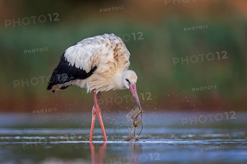 White Stork (Ciconia ciconia), white stork in shallow water foraging, playing with water plant, wading, fishing, UNESCO Biosphere Reserve Elbe River Landscape, Saxony-Anhalt, Germany, Europe