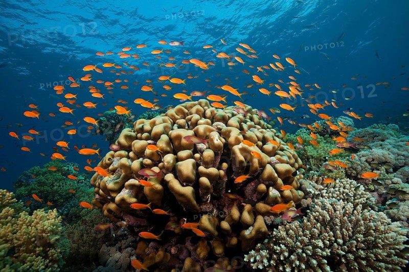Coral reef with harem flag perch, Pseudanthias squamipinnis, Red Sea, Ras Mohammed, Egypt, Africa