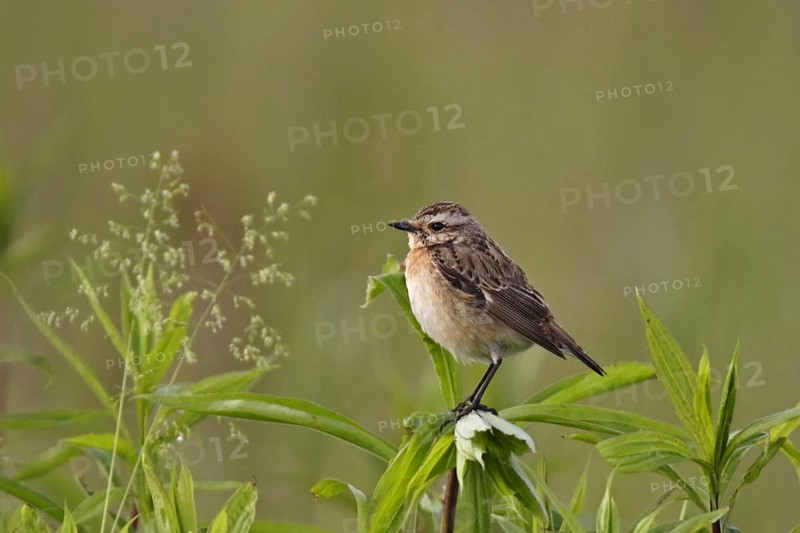 Whinchat, Saxicola rubetra, whinchat