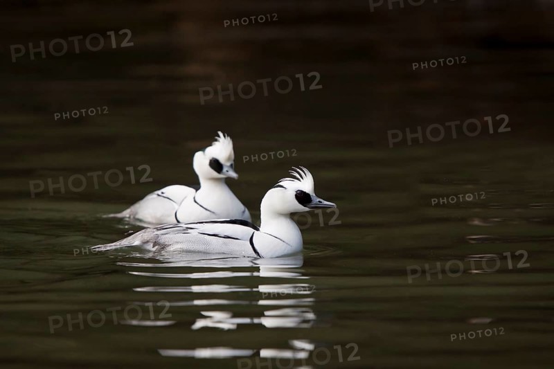 Red-breasted Merganser, Mergellus albellus, smew