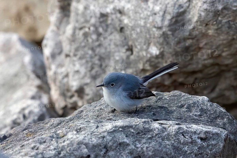 The blue-gray gnatcatcher or blue-grey gnatcatcher on the coast of lake Michigan. Small bird native to North America