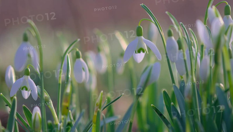 Close-up of common snowdrops (Galanthus nivalis)