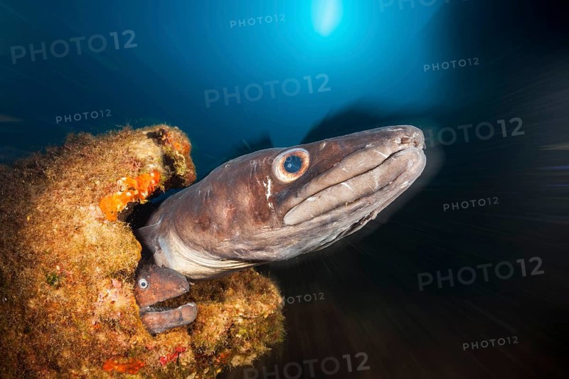 Conger conger eel and brown moray eel at Teti wreck, Conger conger, island Vis, Mediterranean Sea, Croatia, Europe
