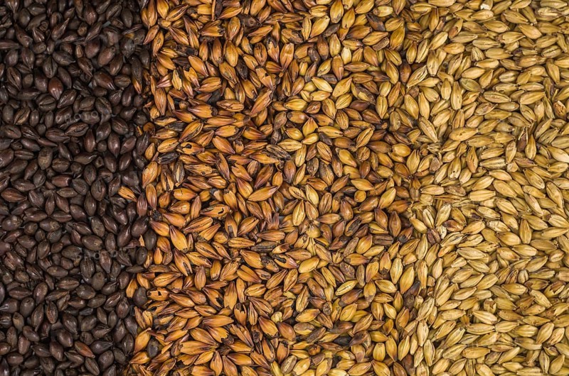 Texture with 4 types of barley malt for beer, pale ale mal a black. Gradient color