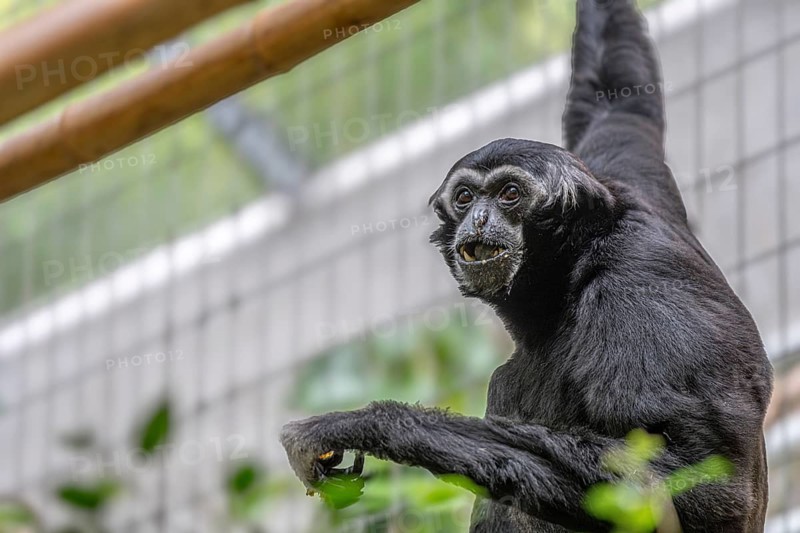 Pileated gibbon (Hylobates pileatus) at Zurich Zoo, Zurich, Germany, Europe