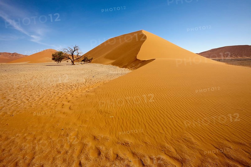 Dune 45 in Sossusvlei area, Namib Naukluft Park, Namibia, Africa