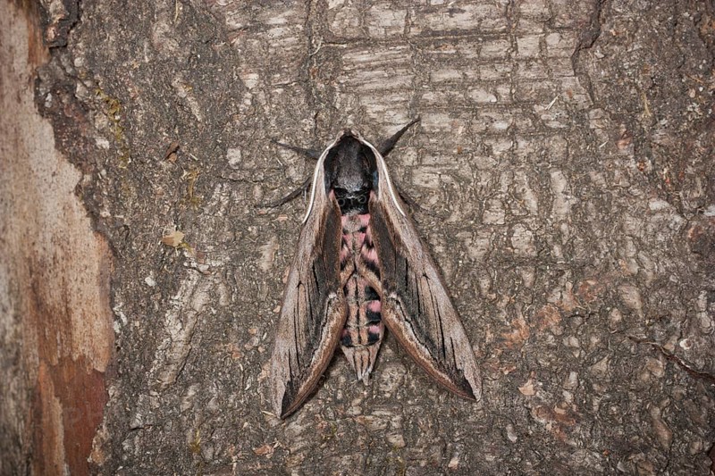 Privet hawk moth, Sphinx ligustri, privet hawk moth