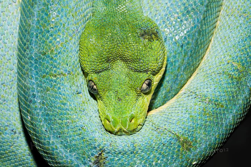 Green tree python, Morelia viridis, West Papua, Misool, Indonesia, Asia