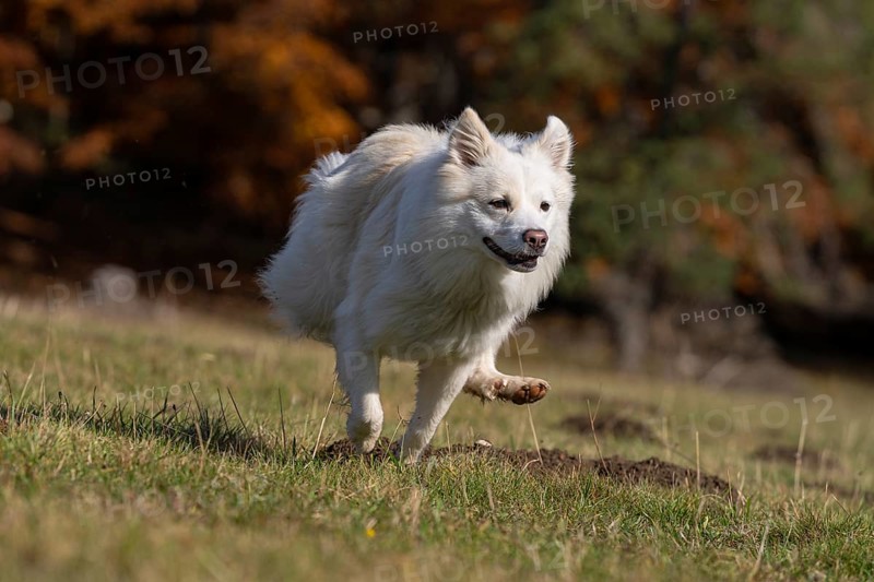 Racing Icelandic hound