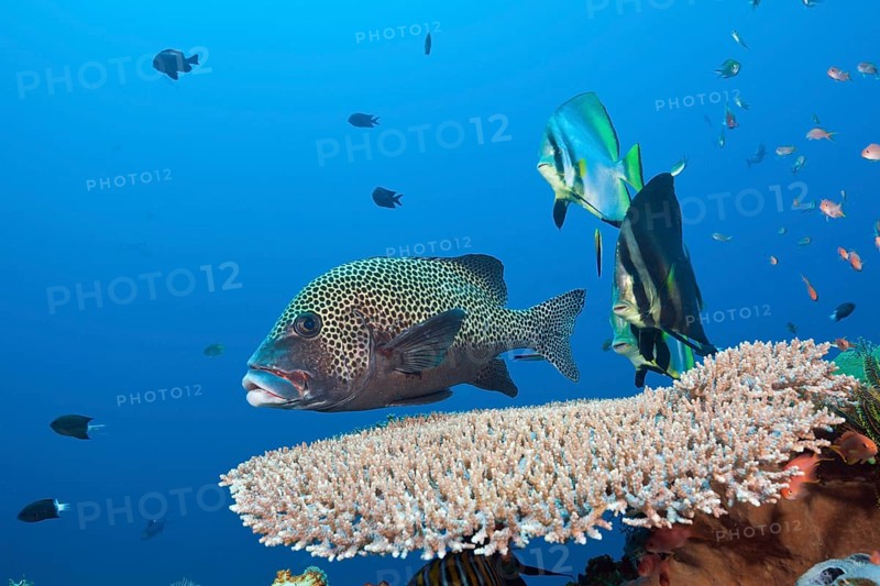 Sharpmouth batfish and harlequin sweetlips, Platax pinnatus, Komodo National Park, Indonesia, Asia