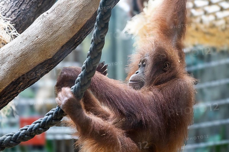 Sumatran orangutan (Pongo abelii) at Zurich Zoo, Zurich, Germany, Europe
