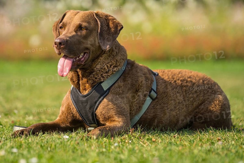 Lying Chesapeake Bay Retriever
