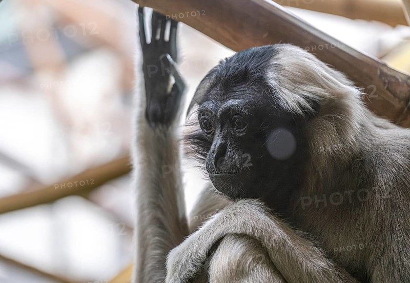 Pileated gibbon (Hylobates pileatus) at Zurich Zoo, Zurich, Germany, Europe