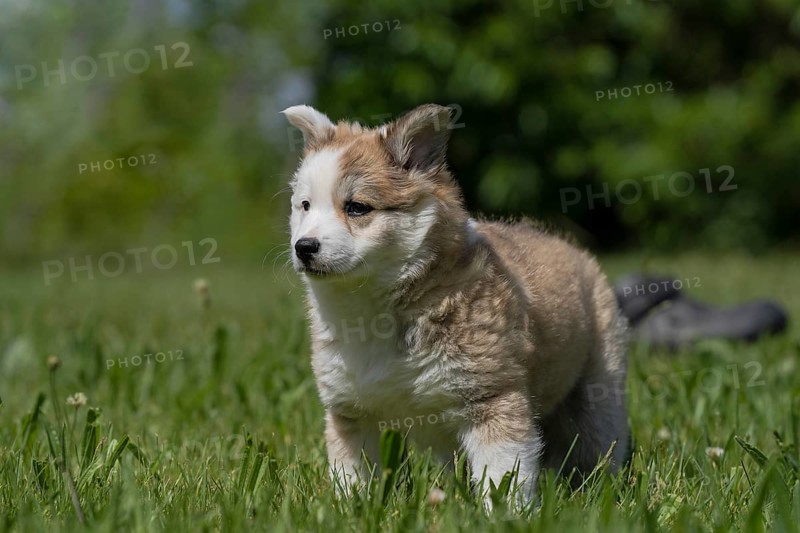 Little Icelandic bitch on the meadow