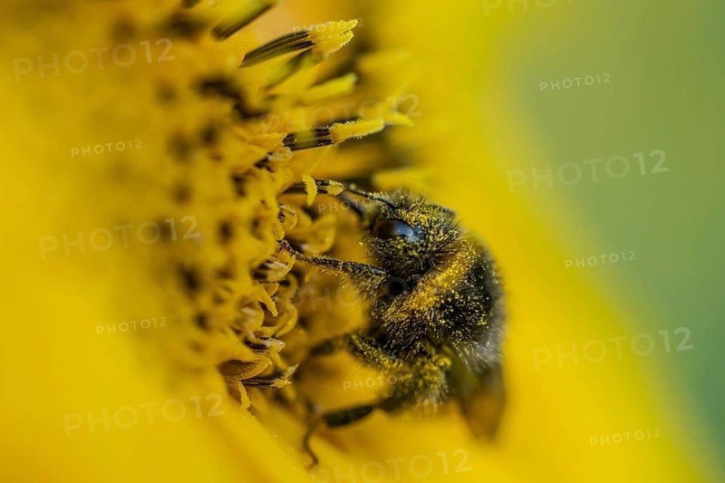 Bumblebee on Sunflower Helianthus annuus in golden sunset light