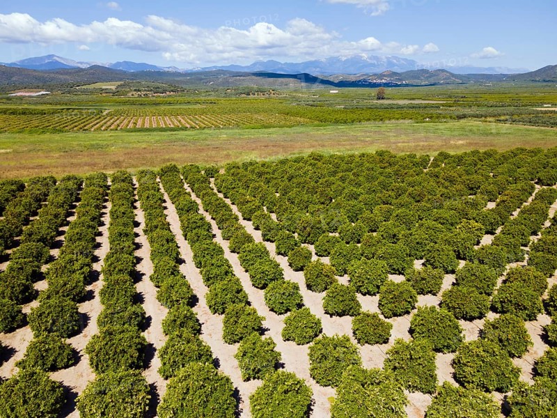 Drone shot, orange plantation, Skala, Mani, Lakonia, Peloponnese, Greece, Europe