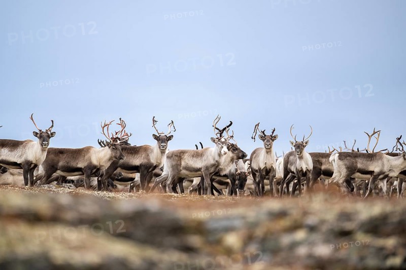 Wild mountain reindeer (Rangifer tarandus tarandus), reindeer, herd in autumn tundra, Forollhogna National Park, Norway, Europe