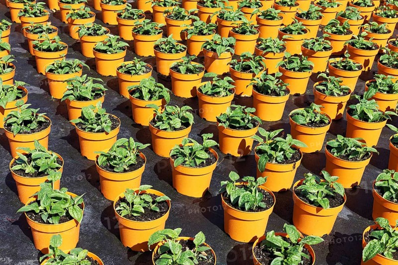 Field with yellow growing pots in a row, coneflower (Echinacea), nursery in the Volmerswerth district, Düsseldorf, North Rhine-Westphalia, Germany, Europe