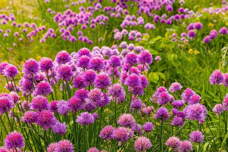 Flowering chives on the Elbe meadows in Dresden's Old Town