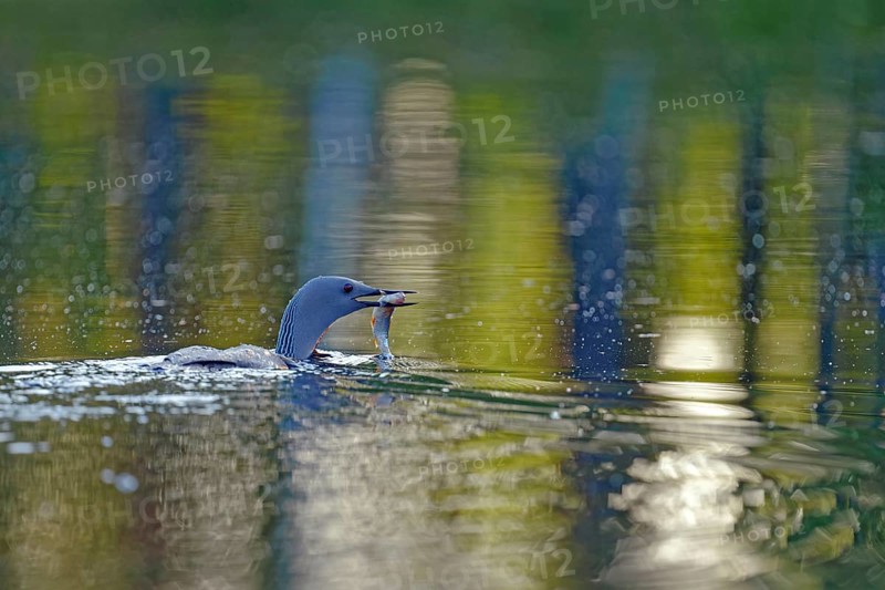 Red-throated diver (Gavia stellata), with fish in beak, beautiful light reflections in the water, Finland, Europe