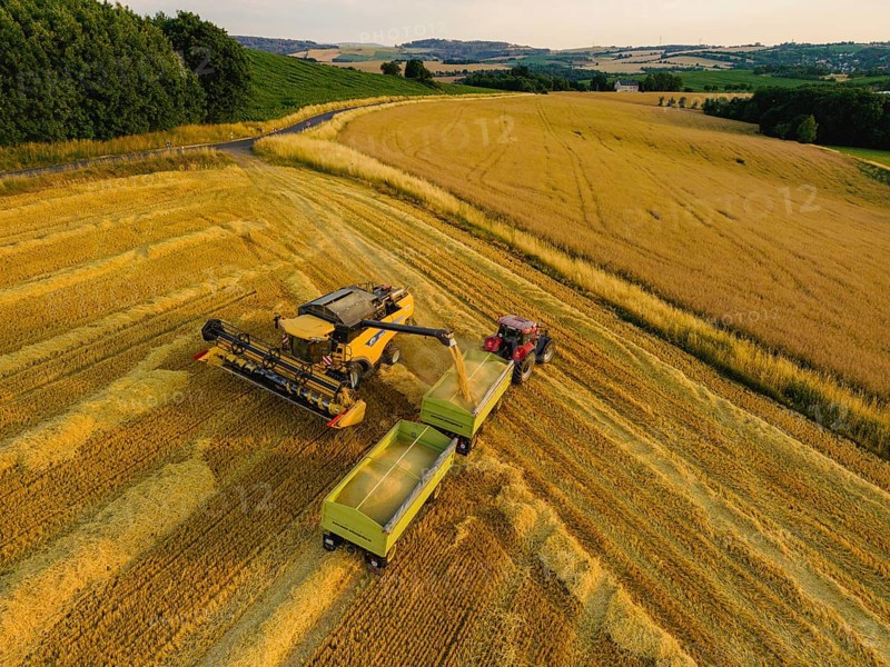 Grain harvest in a field near Babisnau on the outskirts of Dresden