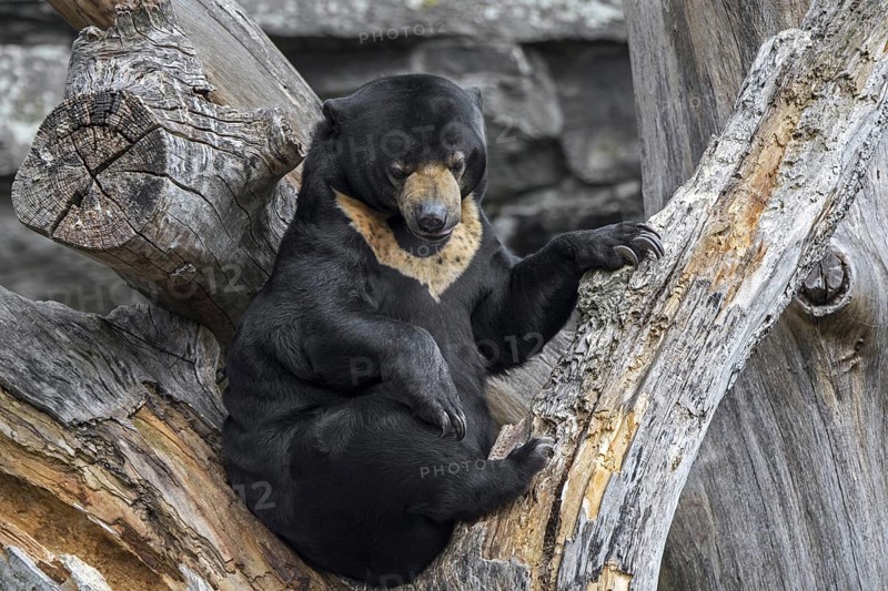 Sun bear (Helarctos malayanus) in zoo, zoological garden, native to Southeast Asia