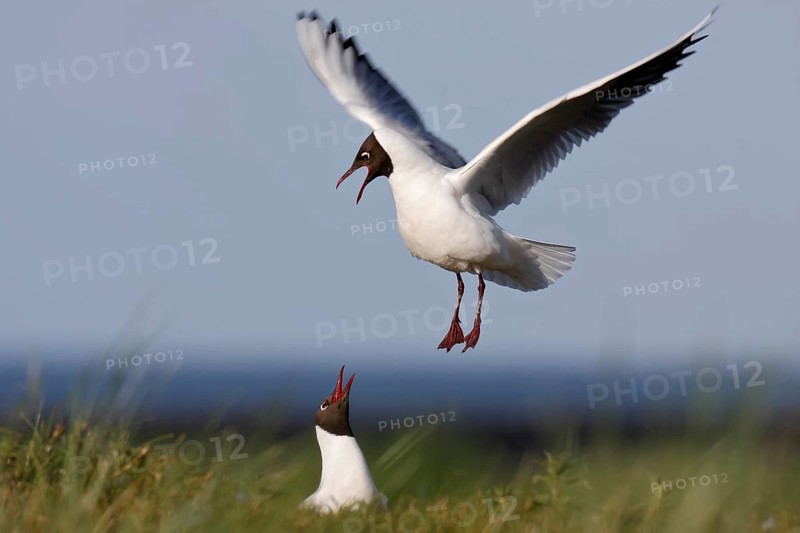 Black-headed Black-headed Gull (Chroicocephalus ridibundus), pair mating in the breeding colony, Lower Saxon Wadden Sea National Park, East Frisian Islands, Lower Saxony, Germany, Europe