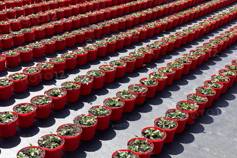 Field with red growing pots in a row, coneflower (Echinaceae), nursery in the Volmerswerth district, Düsseldorf, North Rhine-Westphalia, Germany, Europe