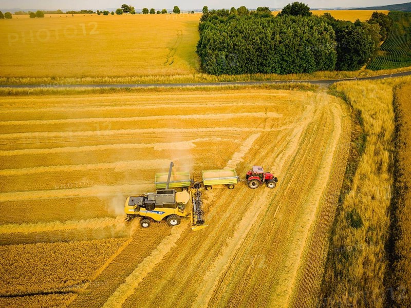 Grain harvest in a field near Babisnau on the outskirts of Dresden