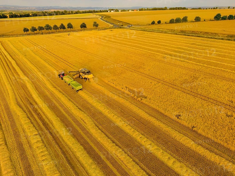 Grain harvest in a field near Babisnau on the outskirts of Dresden