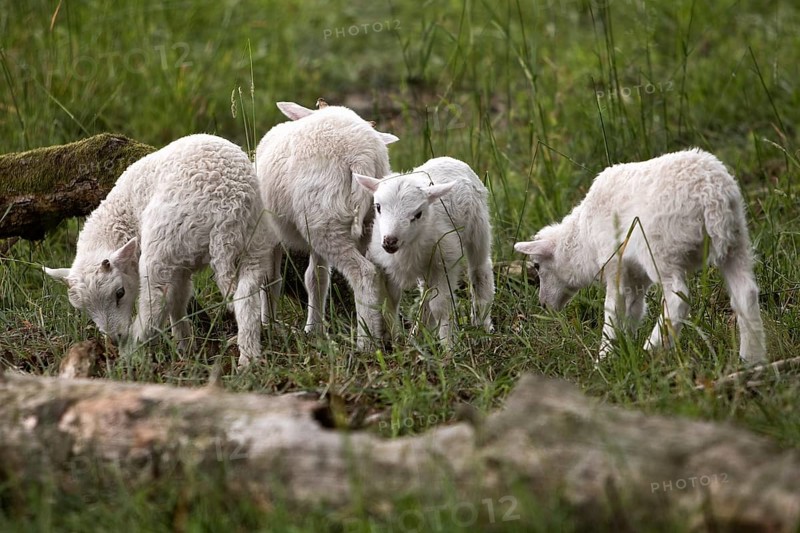 Young domestic sheep (Ovis gmelini aries) captive, Sababurg Zoo, Hofgeismar, Reinhardswald, Hesse, Germany, Europe