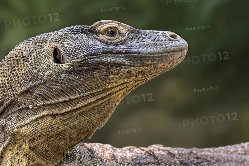 Komodo dragon, Komodo monitor (Varanus komodoensis) close-up, giant lizard native to the Indonesian islands Komodo, Rinca, Flores and Gili Motang