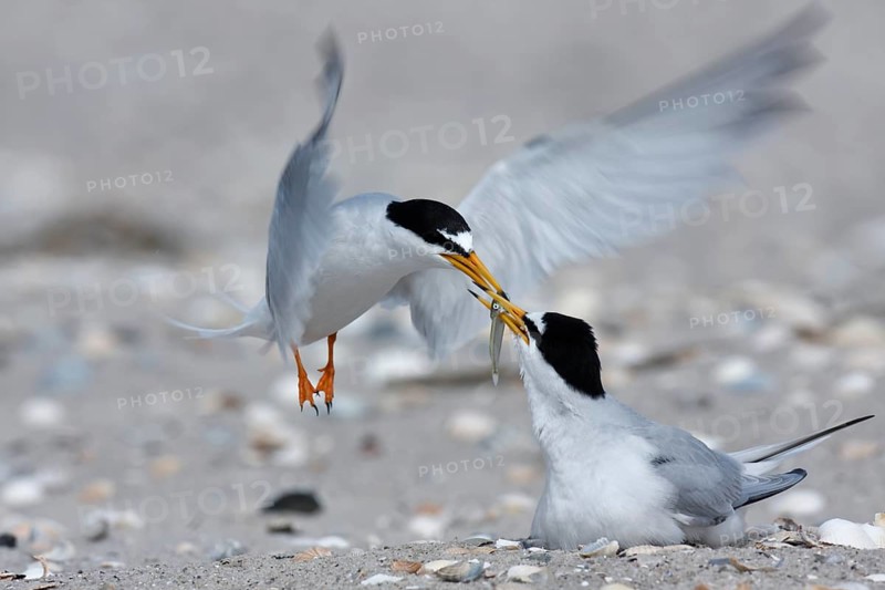 Little Tern (Sternula albifrons), cock hands a fish to breeding partner in flight, feeding the breeding partner, Lower Saxon Wadden Sea National Park, East Frisian Islands, Lower Saxony, Germany, Europe