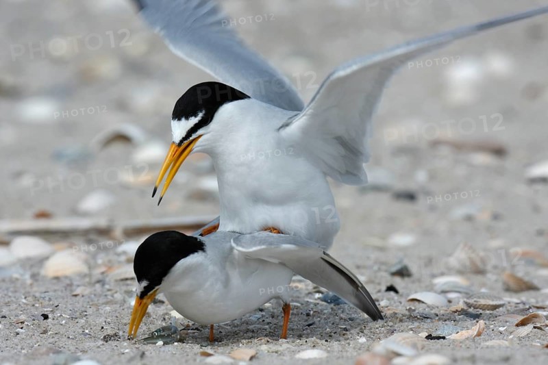 Little Tern (Sternula albifrons), pair copulating, mating, Lower Saxon Wadden Sea National Park, East Frisian Islands, Lower Saxony, Germany, Europe