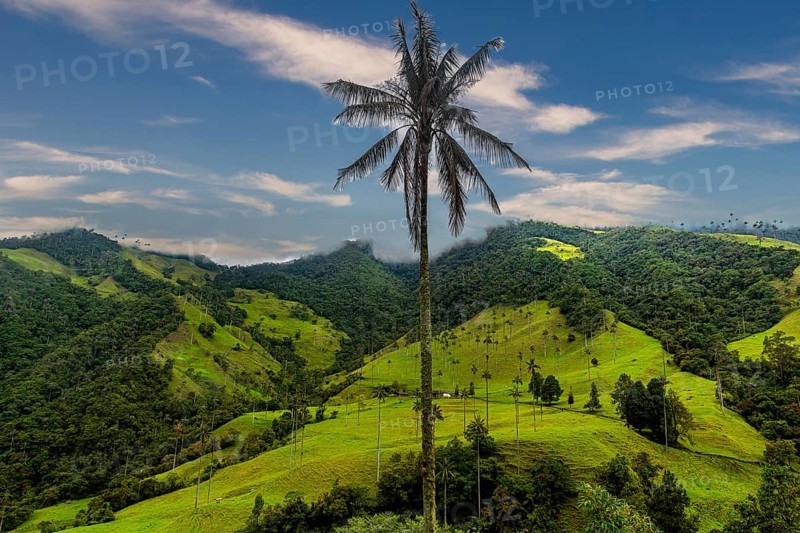Wax palms largest palms in the world, Cocora valley, Unesco site coffee cultural landscape, Salento, Colombia, South America