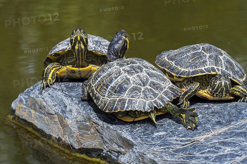 Three yellow-bellied sliders (Trachemys scripta scripta) sunning on rock in pond, land and water turtle native to the southeastern United States
