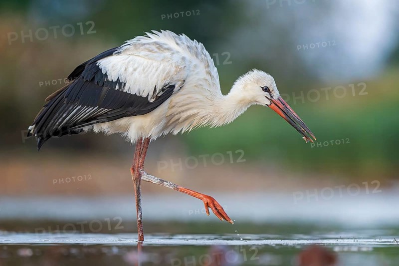 White Stork (Ciconia ciconia), white stork in shallow water foraging, wading, fishing, UNESCO Biosphere Reserve Elbe River Landscape, Saxony-Anhalt, Germany, Europe