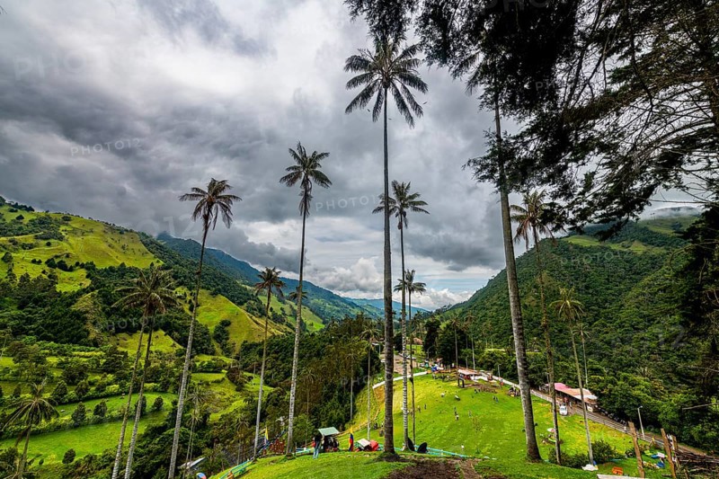 Wax palms largest palms in the world, Cocora valley, Unesco site coffee cultural landscape, Salento, Colombia, South America