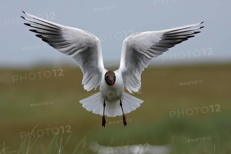 Black-headed Black-headed Gull (Chroicocephalus ridibundus), flight study, individual in flight, Lower Saxon Wadden Sea National Park, East Frisian Islands, Lower Saxony, Germany, Europe