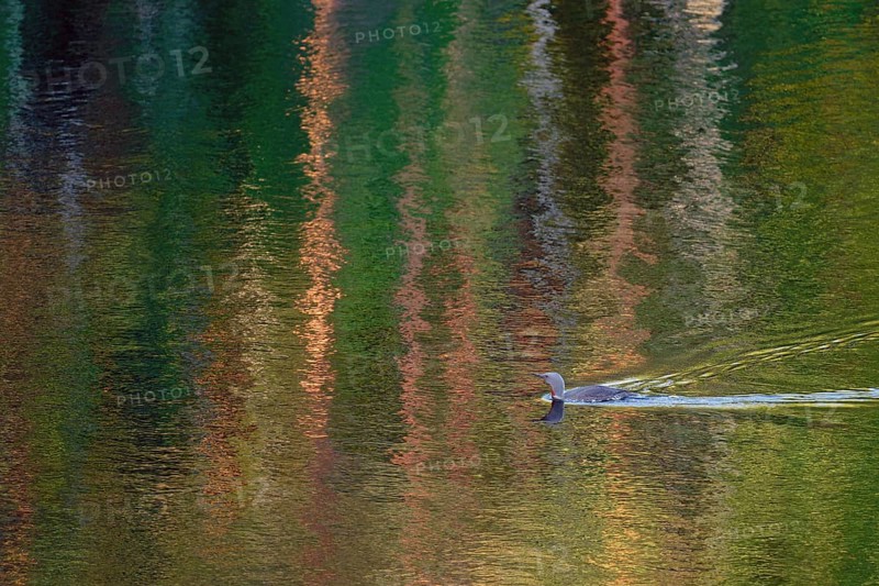 Red-throated diver (Gavia stellata), coloured light reflections in moving water, Finland, Europe