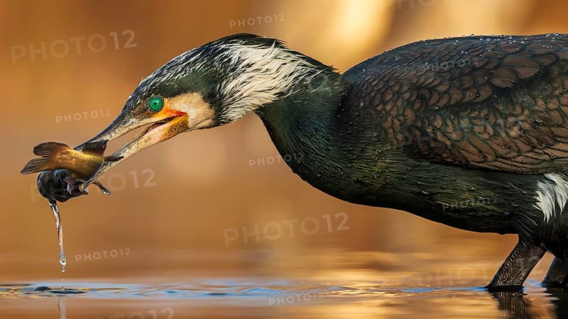 Great cormorant (Phalacrocorax carbo) with catfish as prey, hunting, fishing, preying, sunrise, morning light, Kiskunsag National Park, Hungary, Europe