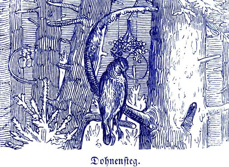 Krammetsvogel caught in Dohnensteg, trap for birds, Hubertus hunting and hunting scenes, branch bent, twig, berries, snare deadly, wildlife, tree, forest, death, historical illustration around 1860